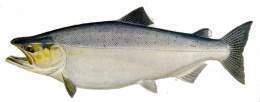 Chinook salmon.jpg