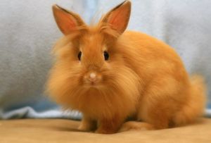 Conejo-cabeza-de-león-color-naranja-1.jpg
