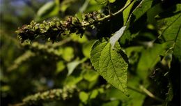 Croton anisodontus.jpg