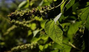 Croton anisodontus.jpg