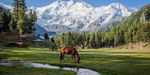 FairyMeadows3.jpg