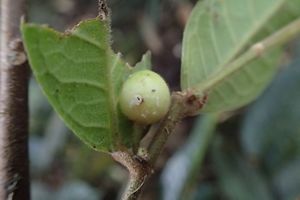 Ficus versicolor.jpg