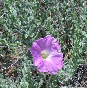 Ipomoea lenis 1.jpeg