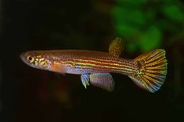 Rivulus jalapensis.jpg