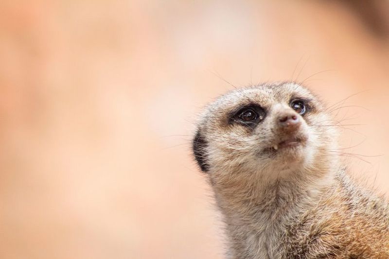 Archivo:Suricata zoo nac. chile.jpg