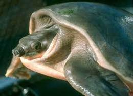 Tortuga naris de cerdo.jpg