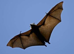 Zorro volador.jpg