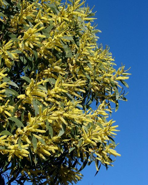 Archivo:Acacia concurrens 1.jpg
