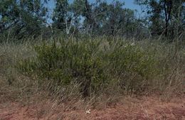 Acacia hippuroides.jpg