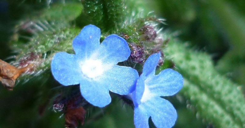 Archivo:Anchusapuechiiflores.JPG