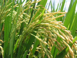 Arroz hibrido.jpg