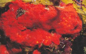 Diplastrella megastellata.jpg