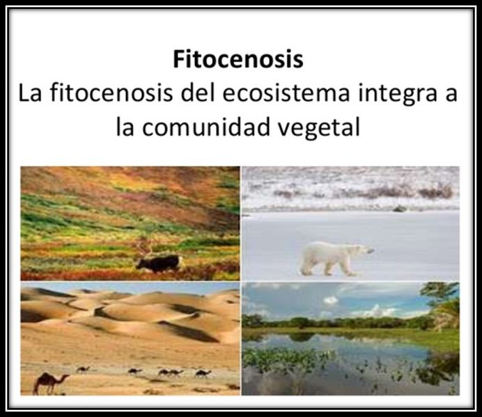 Archivo:Fitocenosis.jpg