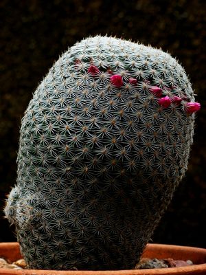 Mamaria.jpg