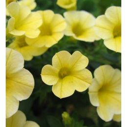 Million-bells-maceta-13cm.jpg