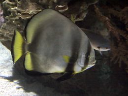 Pez murciélago orbicular.jpg