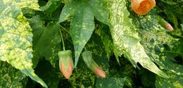 Abutilon-pictum-750x360.jpg