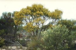 Acacia beauverdiana.jpg