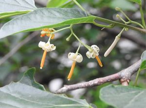 Alangium chinense.jpeg