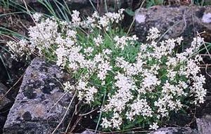 Arabis-caucasica.jpg