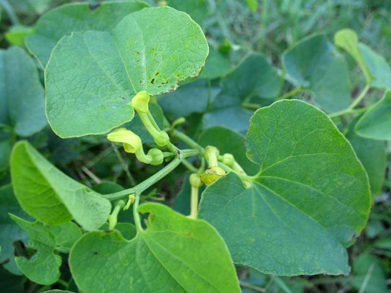 Archivo:Aristolochia clematitis.jpg