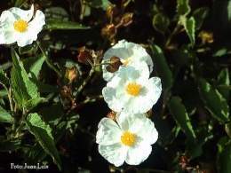 Cistus-populifolius.jpg
