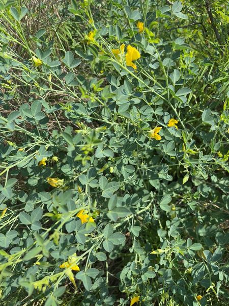 Archivo:Crotalaria longidens.jpg