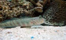 Cryptocentrus-Leptocaphalus.jpg