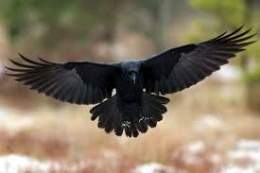 Cuervo negro.jpg