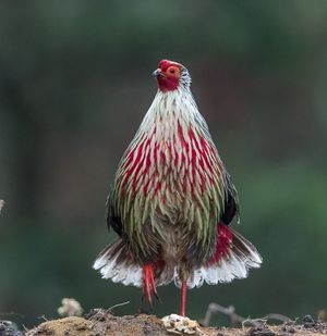 Faisan sangrante.jpg