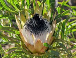 Flor Protea-longifolia.jpg