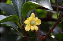 Kadsura heteroclita.jpg