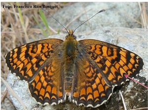 Melitaea phoebe.jpg