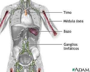 Tejidos y órganos linfoides
