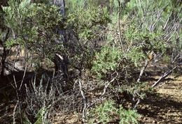 Acacia lanceolata.jpg