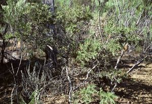 Acacia lanceolata.jpg