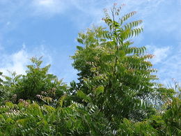 Azadirachta indica2.jpg