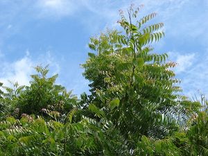 Azadirachta indica2.jpg
