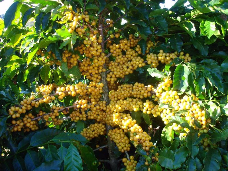 Archivo:Catuai.jpg