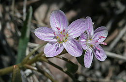 Claytonia rosea.jpg