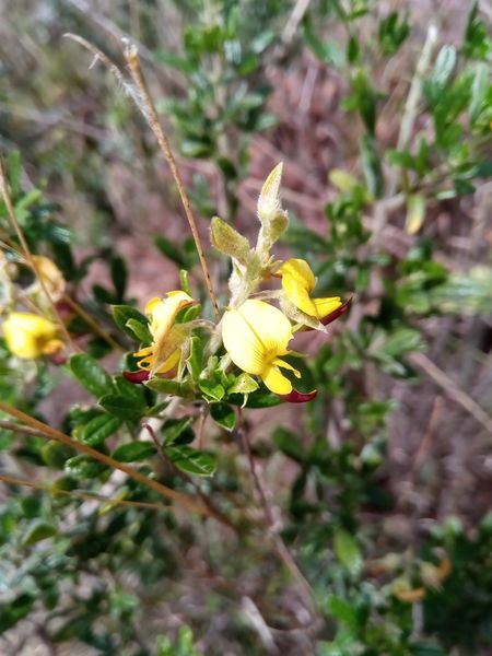 Archivo:Crotalaria ibityensis 1.jpeg