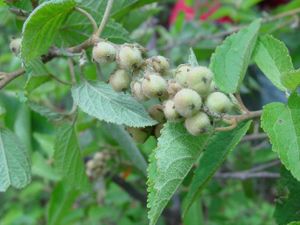 Croton zehntneri.jpg