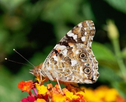 Mariposavanessa.JPG