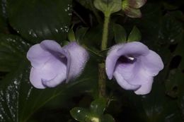 OriginalGloxinia perennis.jpg