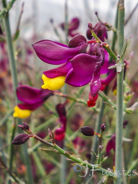 Archivo:Polygala balansae.05.jpg