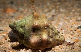 Stramonita haemastoma.jpg