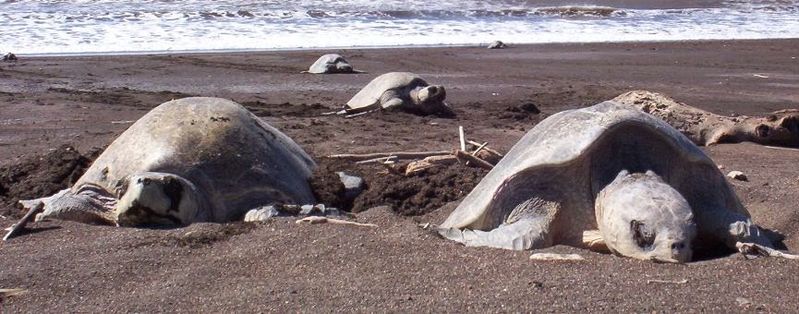 Archivo:TORTUGA LORA (Lepidochelys olivacea).JPG