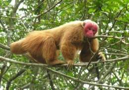Uakari animal.jpg
