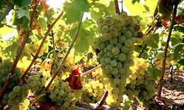 Uva Vermentino.jpg