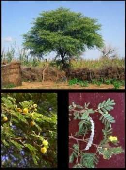 Acacia nilotica 2 1.jpg